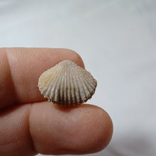 Charger l'image dans la galerie, Acanthothyris aff. costulata
