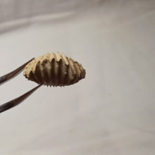 Charger l'image dans la galerie, Acanthothyris paucispina
