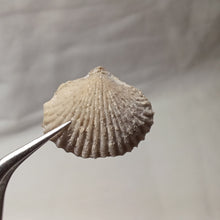 Charger l'image dans la galerie, Acanthothyris tenuispina
