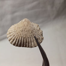 Charger l'image dans la galerie, Acanthothyris tenuispina
