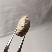 Charger l'image dans la galerie, Acanthothyris tenuispina
