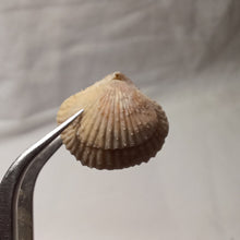 Charger l'image dans la galerie, Acanthothyris tenuispina
