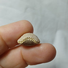 Charger l'image dans la galerie, Acanthothyris tenuispina
