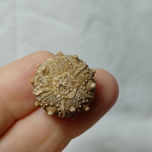 Load image into Gallery viewer, Pseudosalenia cotteaui
