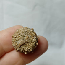 Load image into Gallery viewer, Pseudosalenia cotteaui
