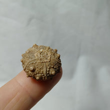Load image into Gallery viewer, Pseudosalenia cotteaui
