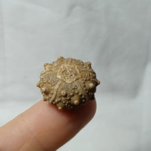 Load image into Gallery viewer, Pseudosalenia cotteaui
