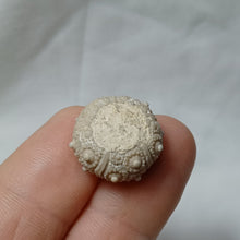 Load image into Gallery viewer, Plegiocidaris crucifera
