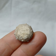 Load image into Gallery viewer, Plegiocidaris crucifera

