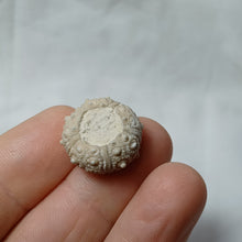 Load image into Gallery viewer, Plegiocidaris crucifera
