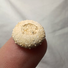 Charger l'image dans la galerie, Gauthieria tenuistriata
