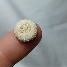 Charger l'image dans la galerie, Gauthieria tenuistriata
