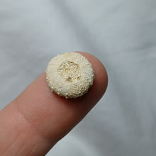 Charger l'image dans la galerie, Gauthieria tenuistriata
