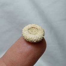 Charger l'image dans la galerie, Gauthieria tenuistriata
