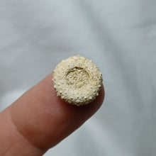 Charger l'image dans la galerie, Gauthieria tenuistriata
