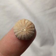 Load image into Gallery viewer, Polycyphus distinctus
