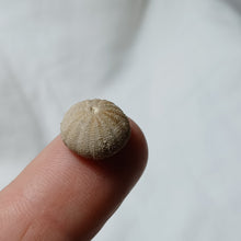 Load image into Gallery viewer, Polycyphus distinctus
