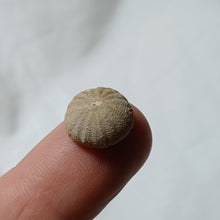 Load image into Gallery viewer, Polycyphus distinctus
