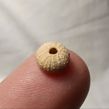 Charger l'image dans la galerie, Glyphocyphus radiatus
