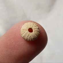 Charger l'image dans la galerie, Glyphocyphus radiatus
