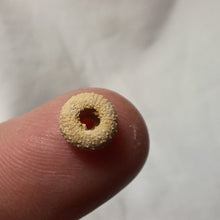 Charger l'image dans la galerie, Glyphocyphus radiatus
