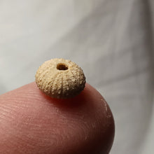 Charger l'image dans la galerie, Glyphocyphus radiatus
