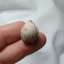 Charger l'image dans la galerie, Digonella moeschi
