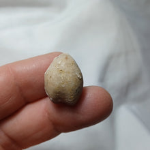 Charger l'image dans la galerie, Digonella moeschi
