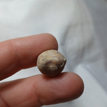 Charger l'image dans la galerie, Digonella moeschi
