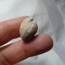 Charger l'image dans la galerie, Digonella moeschi
