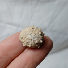 Load image into Gallery viewer, Pseudocidaris thurmanni
