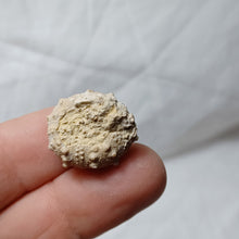 Load image into Gallery viewer, Pseudocidaris thurmanni
