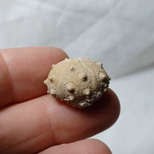 Load image into Gallery viewer, Pseudocidaris thurmanni
