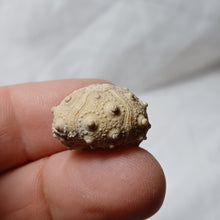 Load image into Gallery viewer, Pseudocidaris thurmanni
