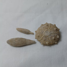 Load image into Gallery viewer, Pseudocidaris thurmanni
