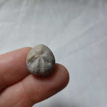 Load image into Gallery viewer, Leymeriaster similis
