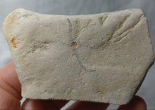 Charger l'image dans la galerie, Geocoma sp
