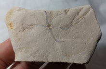 Charger l'image dans la galerie, Geocoma sp
