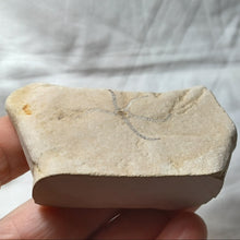 Charger l'image dans la galerie, Geocoma sp
