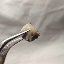 Load image into Gallery viewer, Homoeorhynchia cynocephala
