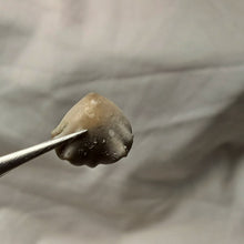 Load image into Gallery viewer, Homoeorhynchia cynocephala
