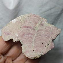 Load image into Gallery viewer, Solenopora jurassica

