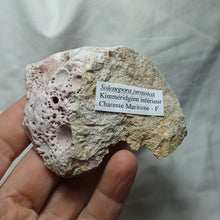 Load image into Gallery viewer, Solenopora jurassica
