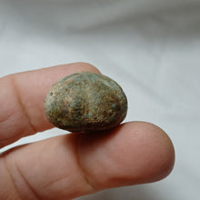 Load image into Gallery viewer, Hemiaster minimus
