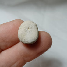 Load image into Gallery viewer, Catopygus obtusus
