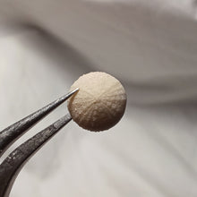 Charger l'image dans la galerie, Discoides inferus
