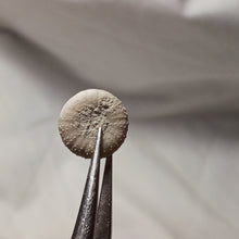 Charger l'image dans la galerie, Discoides inferus
