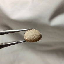 Charger l'image dans la galerie, Discoides inferus
