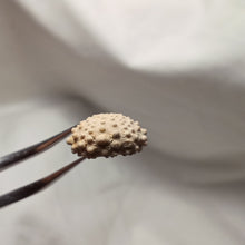 Load image into Gallery viewer, Acropeltis aequituberculata
