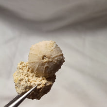 Load image into Gallery viewer, Coelopleurus delbosi
